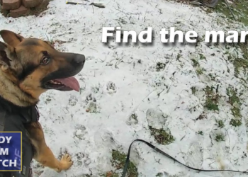 Police K9 Takes Down Hit-and-Run Suspect | Makes Man Sorry He Ever Ran