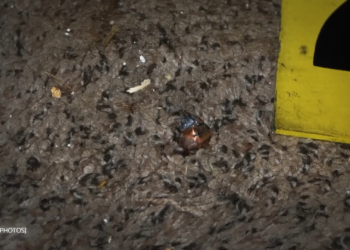 Killer Couple Realizes Cops Found Their Murder House V2612 010 Part 2